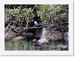harmaasieppo_Spotted Flycatcher_1049 * 800 x 580 * (465KB)